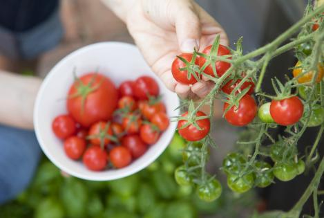 kasvihuone - Maukkaat tomaatit - Biolan