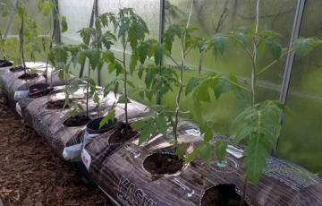 Tomaatin ja kurkun hoitotyöt kasvihuoneessa - Biolan